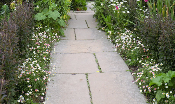 墨西哥飛蓬草,宿根花境裡高顏值、低維護植物 墨西哥飛蓬草,宿根花境裡高顏值、低維護植物