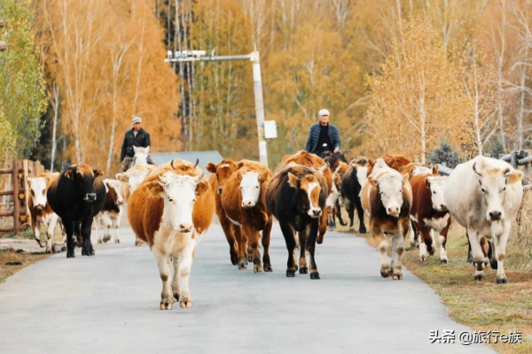等一個人,陪我去北疆 等一個人,陪我去北疆