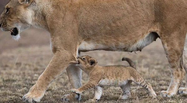動物奇葩瞬間抓拍，真是無與倫比的美麗和奇異，讓人驚豔