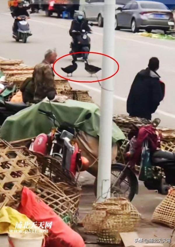 情人節當天，浦北金浦市場竟然有兩隻鴨子從籠子裡跑出來互訴衷腸