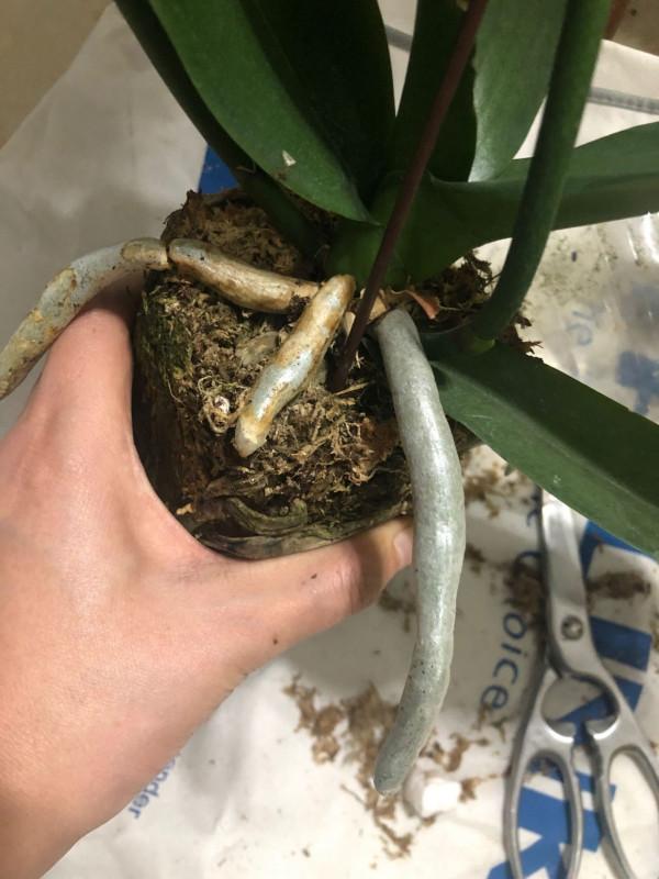 6種“富貴花”秋天快換盆，剪爛根，長花芽，富貴又吉利