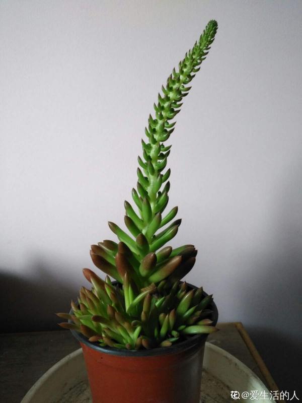 人氣超高的景天科多肉,選得好也要養得好,網友:太美了 人氣超高的景天科多肉,選得好也要養得好,網友:太美了