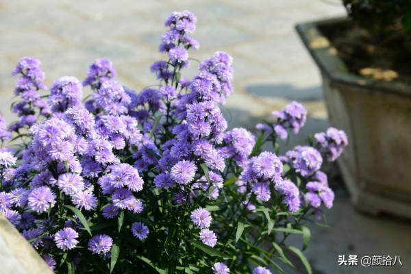 扶不起的荷蘭菊,還是趴著好了|園丁 扶不起的荷蘭菊,還是趴著好了|園丁