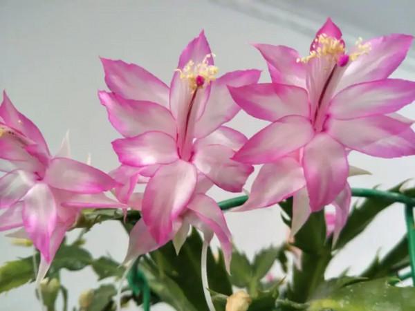 這些花就算長再大也只適合用“小盆”栽，大盆栽種易黑腐、爛根