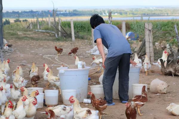 13萬打造6畝新雞場,養雞1千隻,收入未知,養雞人李丹寧決定南下 13萬打造6畝新雞場,養雞1千隻,收入未知,養雞人李丹寧決定南下