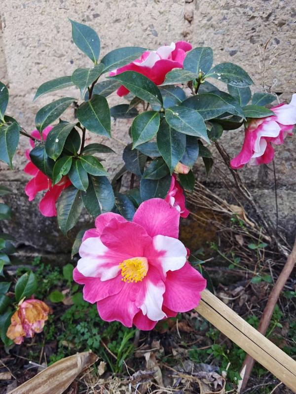 12月什麼花不養，也要養一盆茶花，花開似牡丹，滿屋子香味