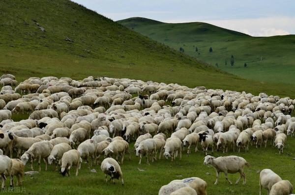 沽源歷史:舊時沽源人“三件寶”,“草坯”,“壓棧”這些過去生活離不了的名詞離現在越來越遠了。 沽源歷史:舊時沽源人“三件寶”,“草坯”,“壓棧”這些過去生活離不了的名詞離現在越來越遠了。