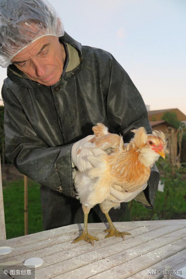 雞群伸脖、張嘴、喘氣,咋回事?搞懂這4點,養雞人輕鬆應對 雞群伸脖、張嘴、喘氣,咋回事?搞懂這4點,養雞人輕鬆應對