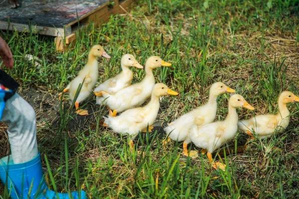8畝地建小動物農場僅憑2招變網紅打卡地，門票20餵動物10元，啥樣