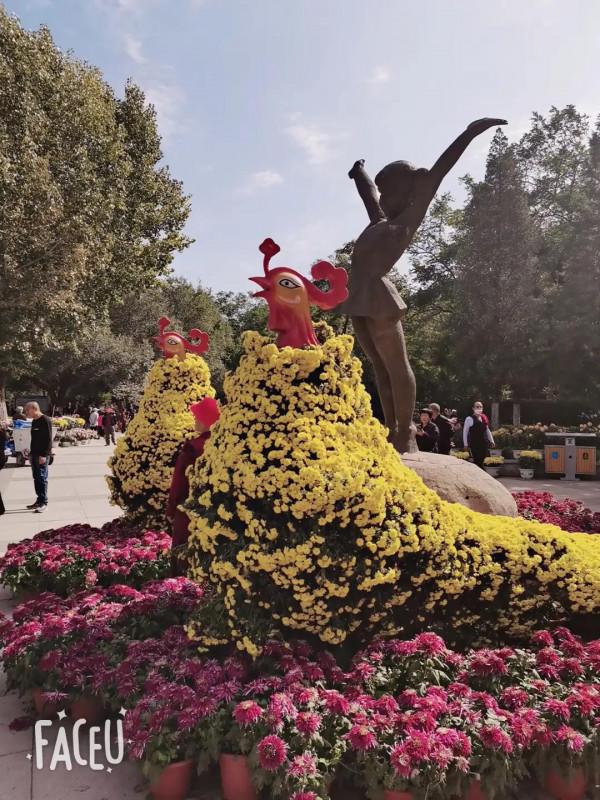 國慶節中山公園賞菊花