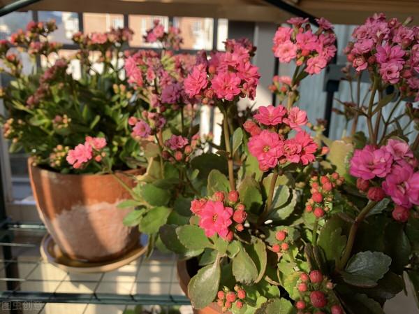 6種花，勤快的人養不好，扔盆裡不管一直髮新芽