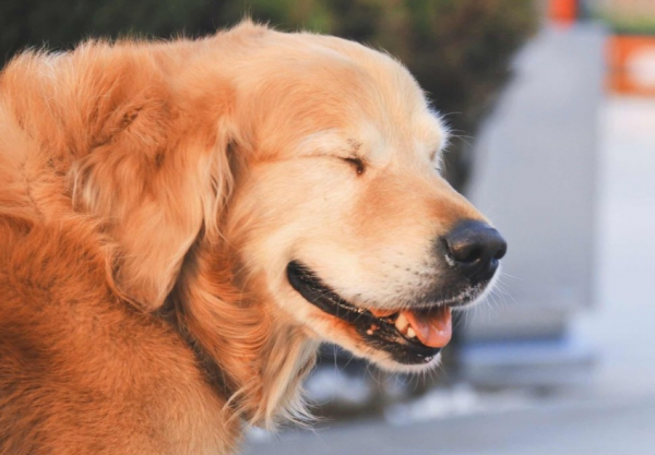 狗狗心理受傷後的反應，你注意到了嗎？