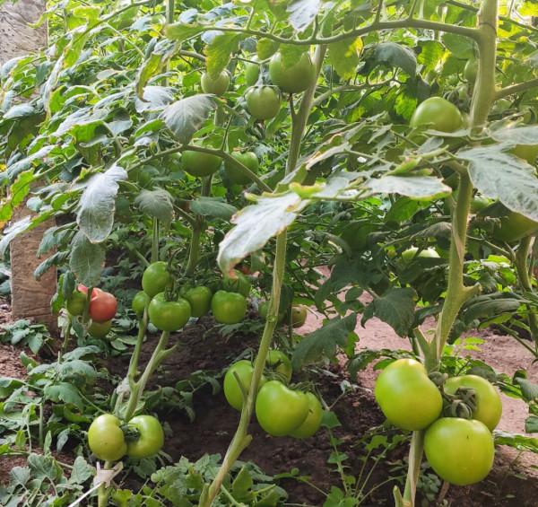 用什麼硼鈣葉面肥，補充硼鈣，更好地促進番茄花芽完成？