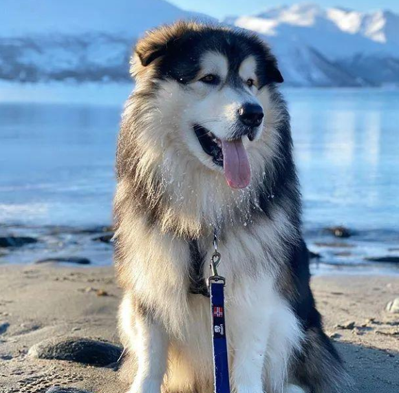 想養中大型犬？推薦這6種狗狗，好看又溫順