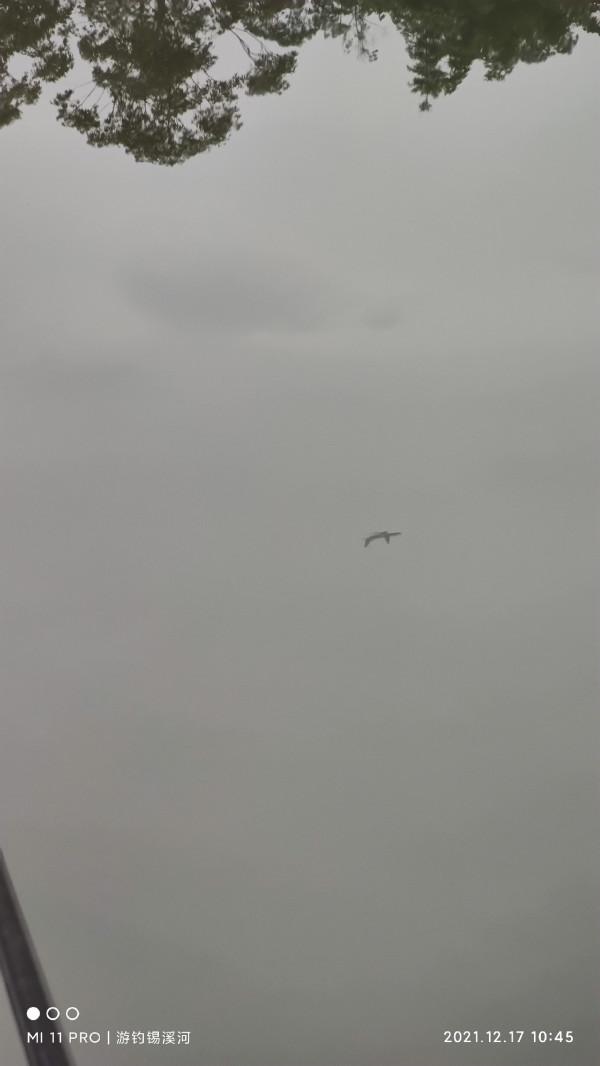 開杆即中目標大板鯽，誰料世事難如願