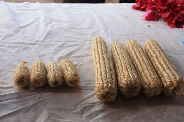 在佩雅佩雅村 與坦桑農民一起種玉米