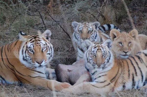 孤兒幼獅被雌虎收養長大,幫虎媽育兒和保衛領地,麻醉後被咬死 孤兒幼獅被雌虎收養長大,幫虎媽育兒和保衛領地,麻醉後被咬死