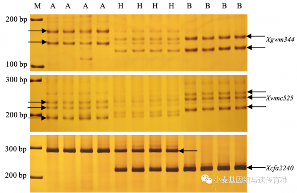 野生二粒小麥抗白粉病基因MlIW172