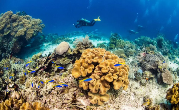 仙本那,與鯨鯊共舞,住水上木屋 仙本那,與鯨鯊共舞,住水上木屋