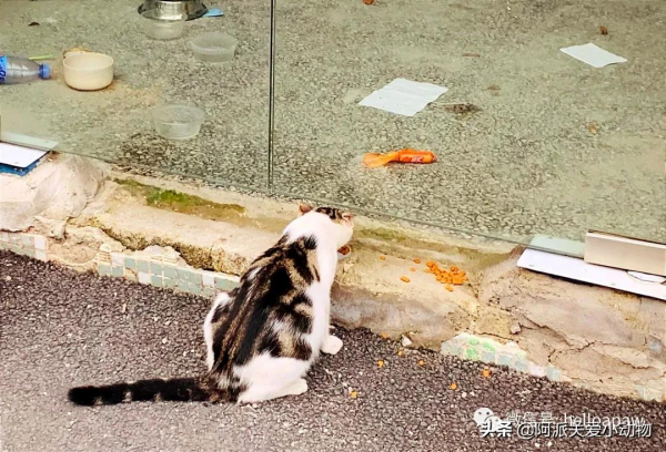 梨梨:想領養嗎?這兒有一隻普信流浪喵 梨梨:想領養嗎?這兒有一隻普信流浪喵