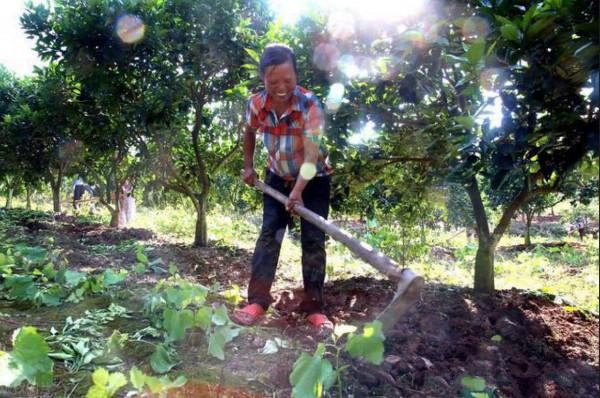 果樹秋肥施不對，花錢又受罪，如何科學合理地秋施基肥？