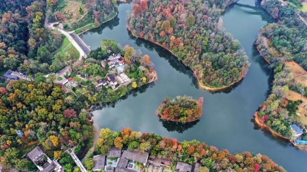 層林盡染，“楓景”如畫