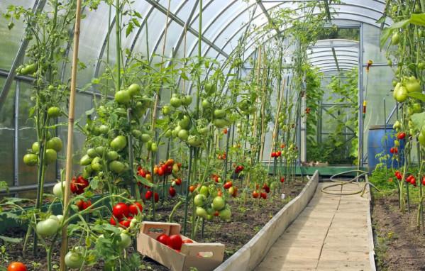 一種家庭種菜大棚，設計、安裝簡單，造價極低，適合各種蔬菜種植