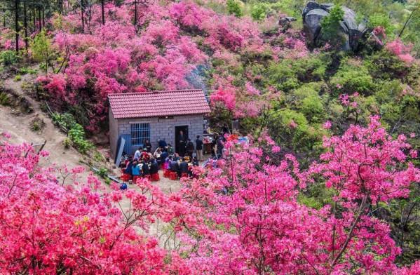 英山天馬寨杜鵑花海