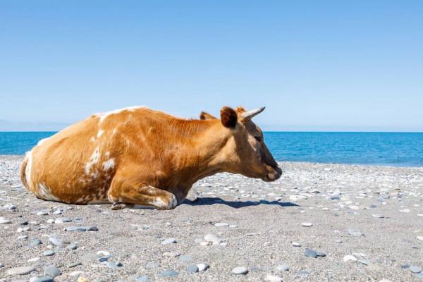 關於90後生肖年齡表