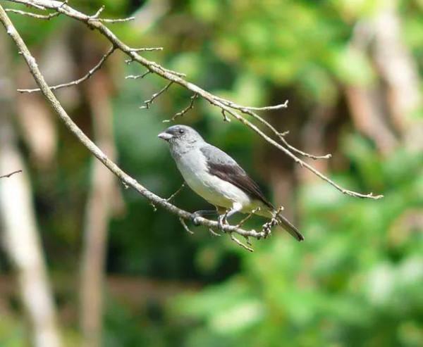 唐加拉雀集合，30只小小鳥