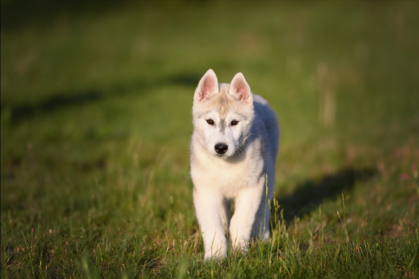 排名前十的大暖狗，快來看看你家狗狗上榜嗎？