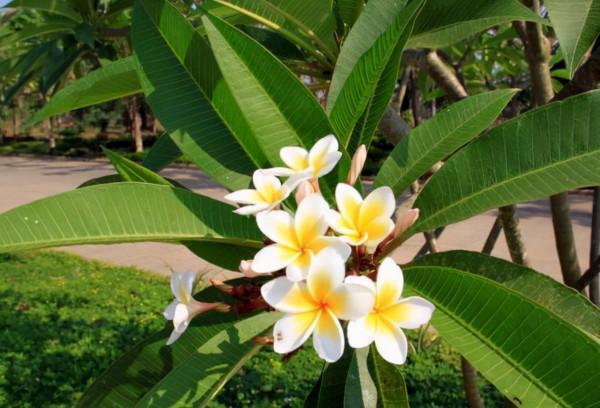 這3種花，越&OpenCurlyDoubleQuote;勤快&rdquo;越養不好，2個月不澆水，反而長&OpenCurlyDoubleQuote;瘋&rdquo;了