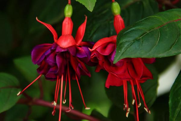 秋天的陽臺上,養4個品種的花卉,大氣上檔次,整個冬季都能賞花 秋天的陽臺上,養4個品種的花卉,大氣上檔次,整個冬季都能賞花