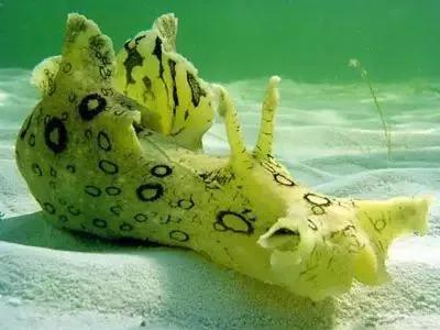 可愛呆萌的海兔，美出天際的海兔——海兔大全