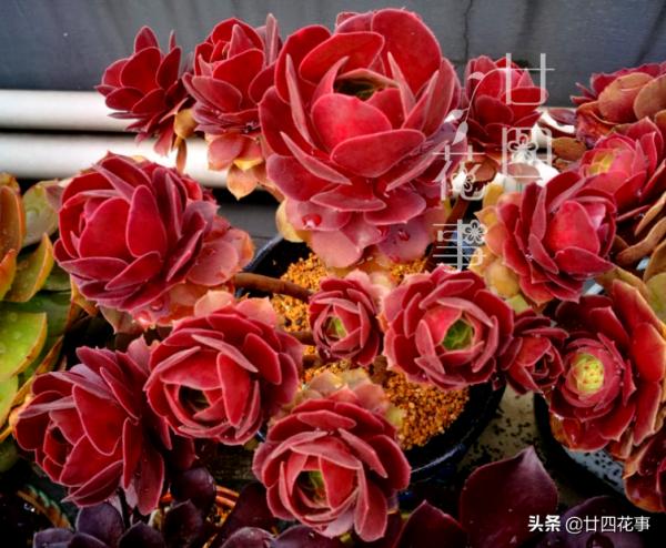 9月3招“召喚術”,喚醒多肉法師,醒了“補一補”,上色爆芽多 9月3招“召喚術”,喚醒多肉法師,醒了“補一補”,上色爆芽多