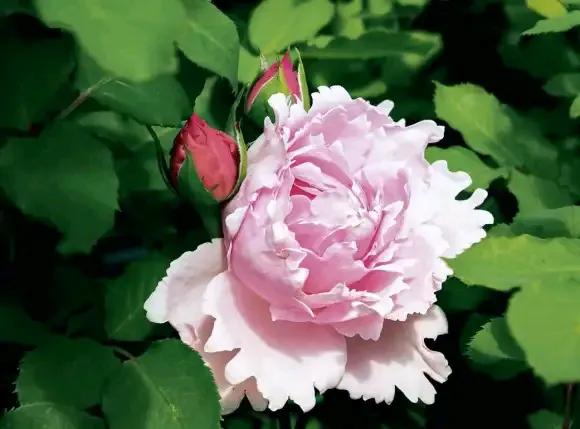 月季品種裡，據有牡丹月季之稱的6個品種，爭奇鬥豔，美不勝收