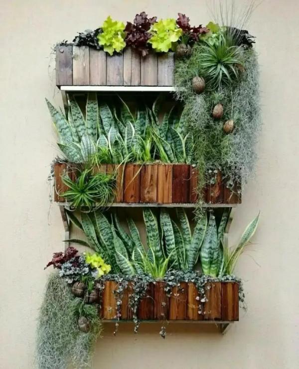 容易被水澆死的“10種花”，養不活都是由於手太勤