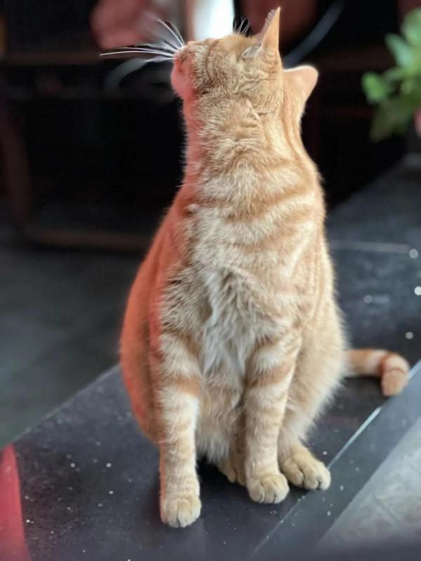 世界上絕無僅有能治病的貓咪