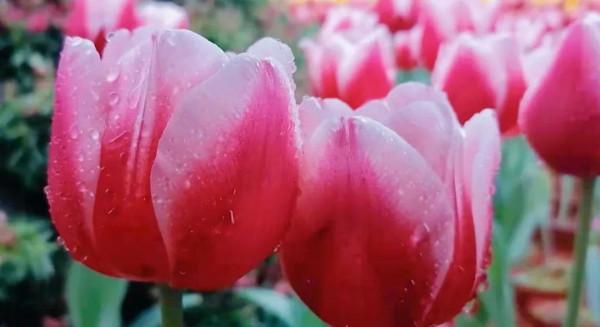 父親去世後,哥哥的簡訊才讓我知道我出生時,父母的一個大秘密 父親去世後,哥哥的簡訊才讓我知道我出生時,父母的一個大秘密