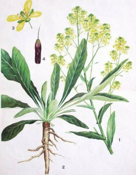 國畫歷千年仍色澤豔麗,全歸功於顏料 國畫歷千年仍色澤豔麗,全歸功於顏料