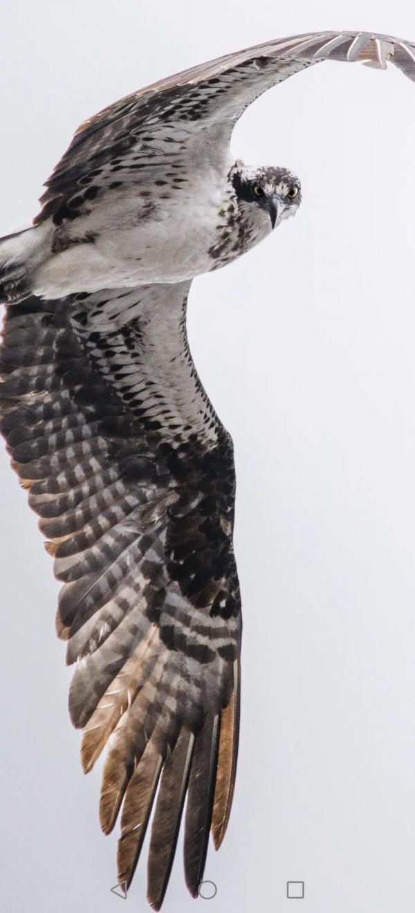 高畫質桌布(260):動物•鷹 高畫質桌布(260):動物•鷹