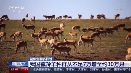 路上偶遇東北虎是什麼體驗？網友：大腦斧能有什麼壞心思呢