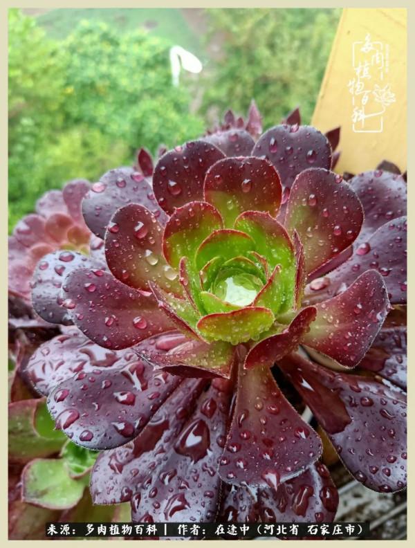 落葉知秋,願你安好 落葉知秋,願你安好