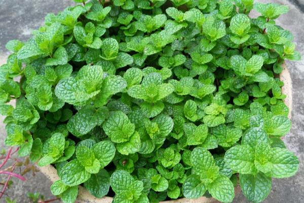 3種花能“養人”!能“吃”還能觀賞!可涼拌可泡茶,你家有沒有 3種花能“養人”!能“吃”還能觀賞!可涼拌可泡茶,你家有沒有