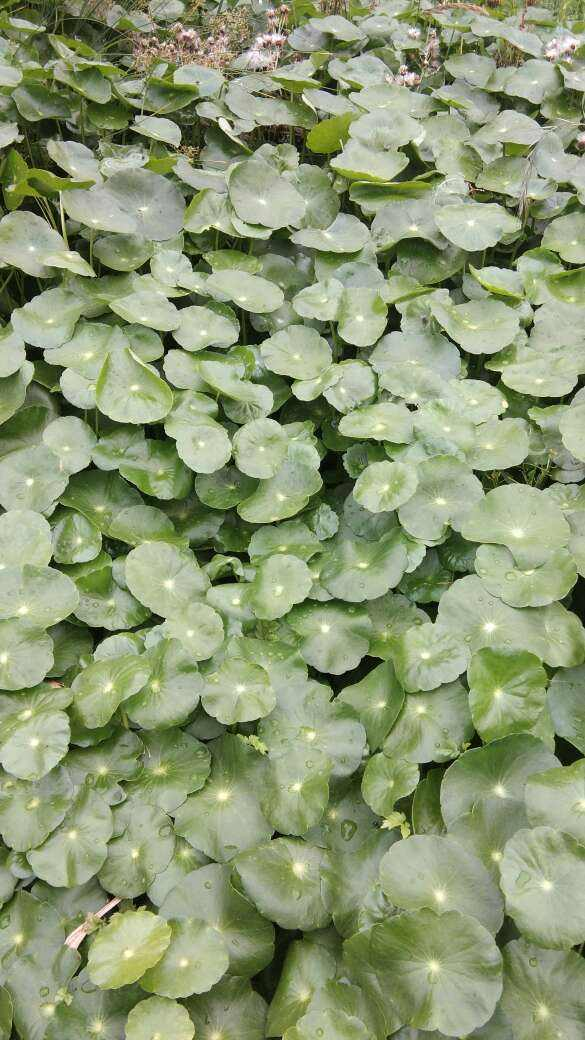 3種花外表看著弱不禁風,實則長勢非常瘋狂,養一盆不虧 3種花外表看著弱不禁風,實則長勢非常瘋狂,養一盆不虧