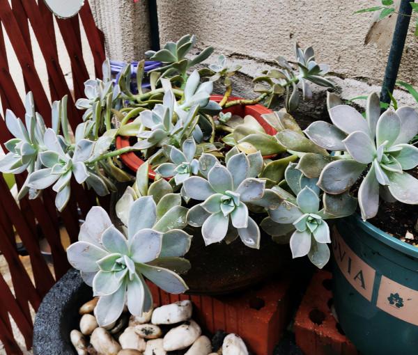 10種多肉，正適合封閉小陽臺，養起來爆盆特別快