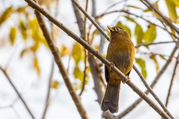 畫眉鳥為啥叫畫眉鳥？與西施有什麼關係呢？