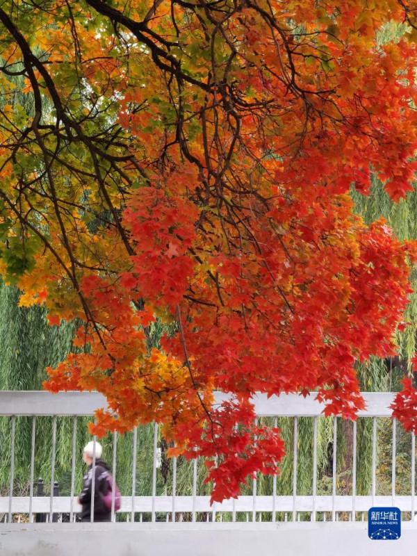 秋染京城 美景如畫