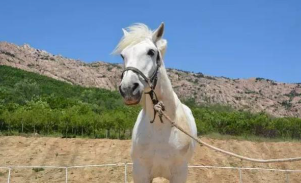 因拍《西遊記》被除去軍籍，最終落得屍骨無存，白龍馬的悲慘一生