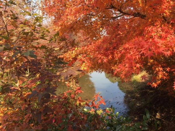 金山花開海上秋景園值得去嗎? 金山花開海上秋景園值得去嗎?
